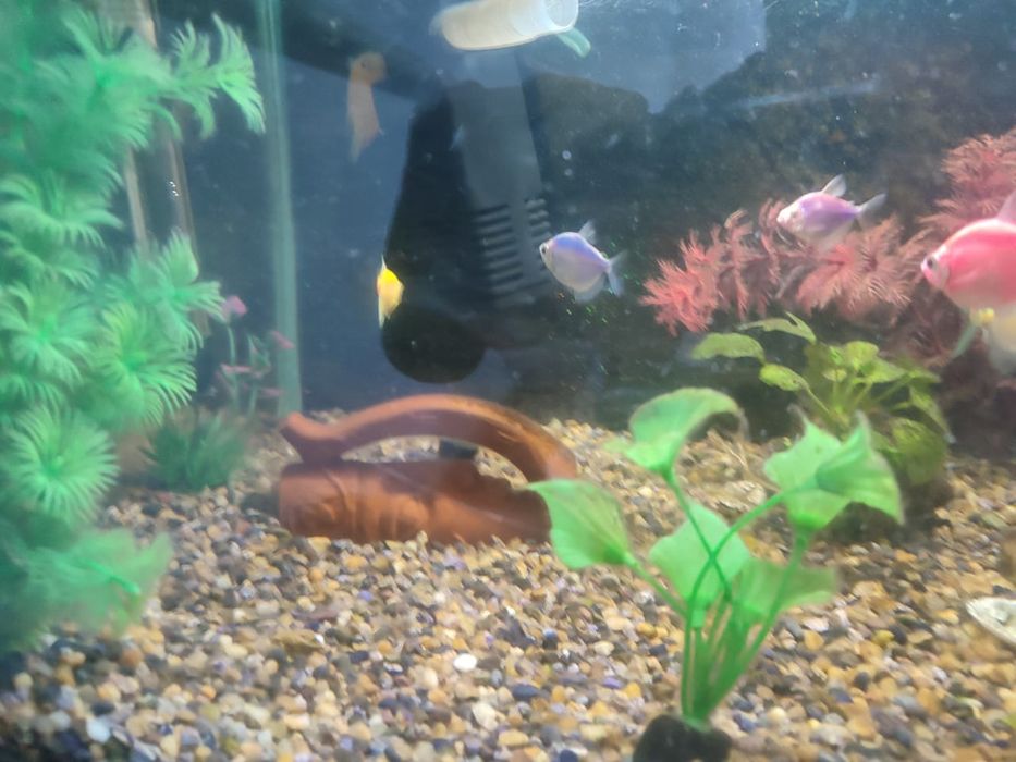 Укомплектованный аквариум