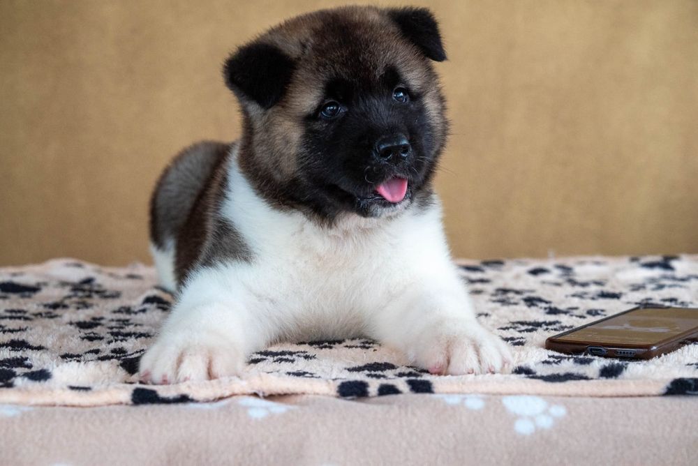 Mascul Akita American