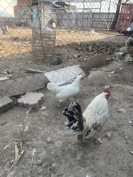 Продам карликов 8месяцев