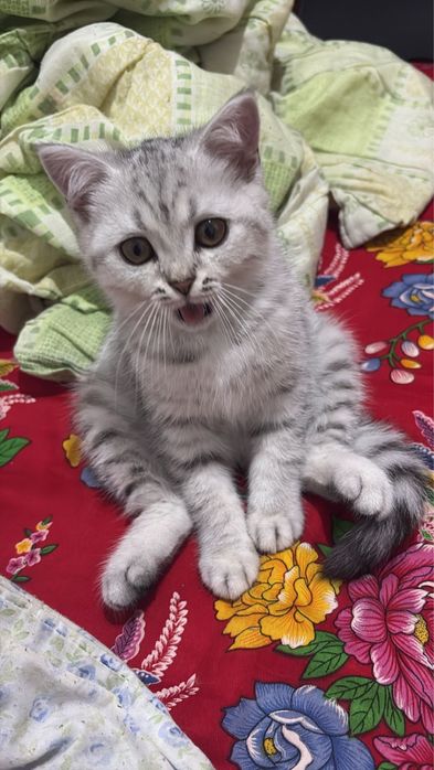 кошка британская