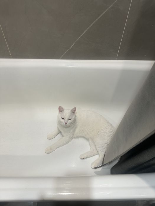 Отдам кошечку в добрые руки