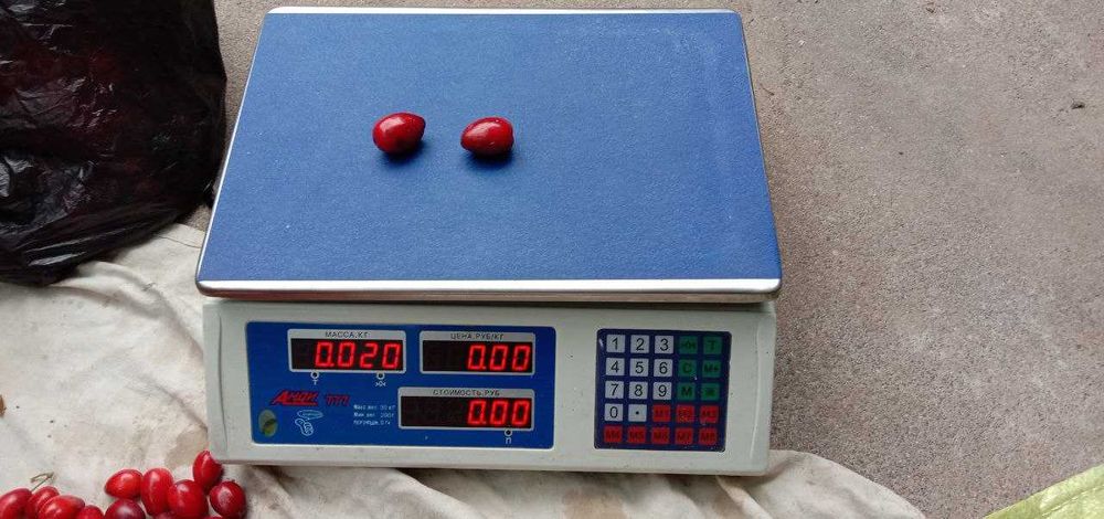 Кизил дерево и ягоды