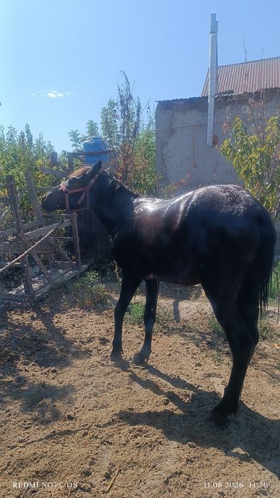 Құнан, жылкы.тай