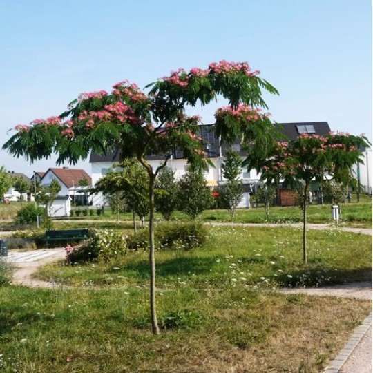Arbore de mătase la ghiveci