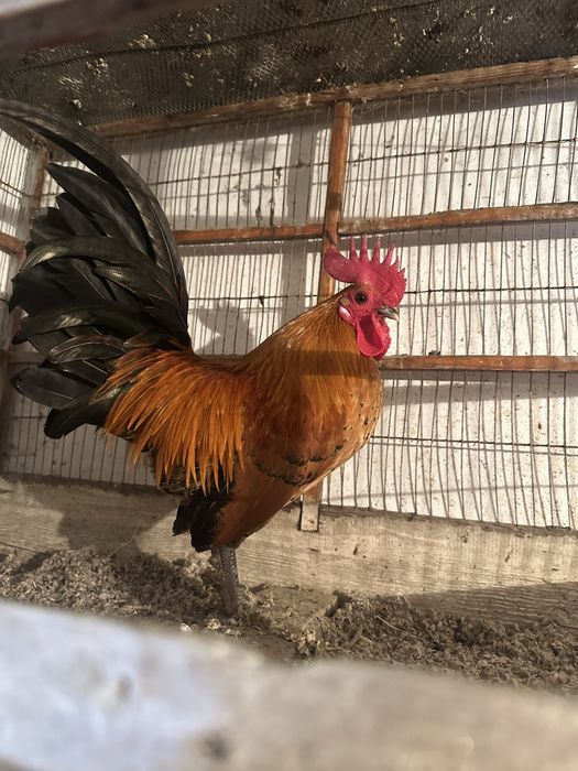 Кораз сатылады 123456