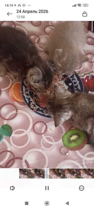 Котята в ответственные руки