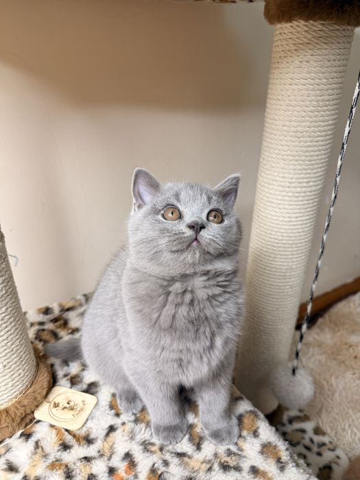 Продаются элитные котята