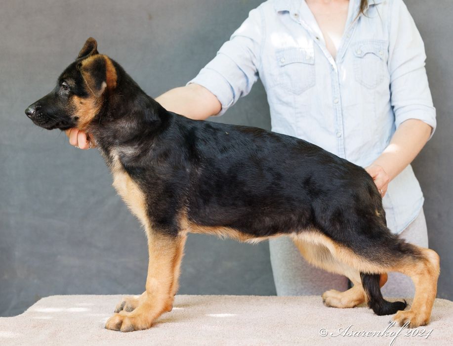 Немецкая овчарка щенки.