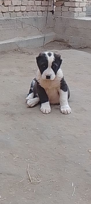 Алабайлар сотилади