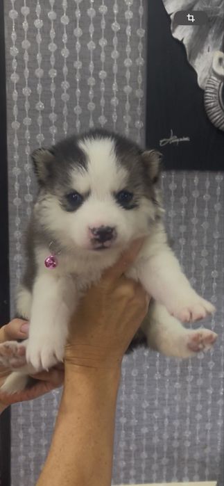 Мальчики и девочки хаски