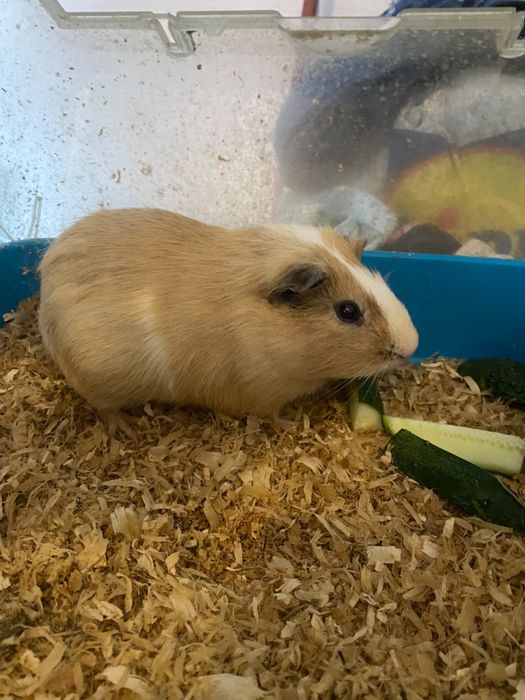 Porcusori Guineea