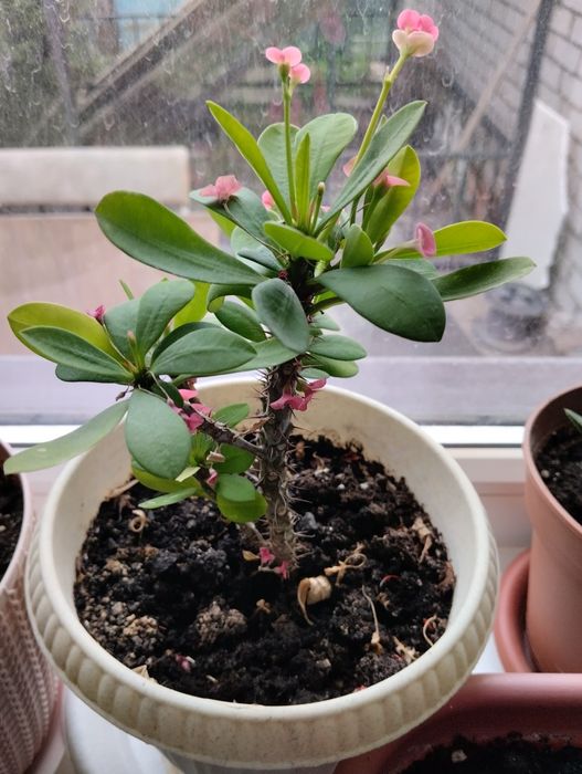 Комнатный цветок молочай Миля