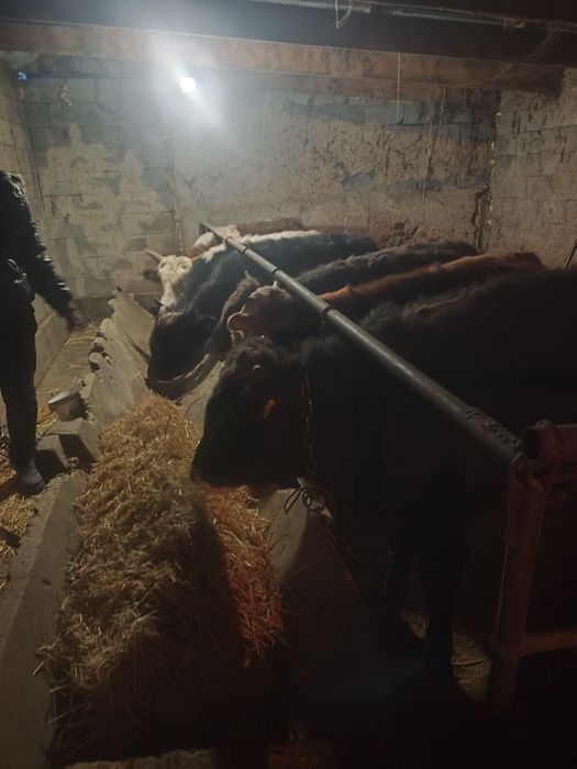 Продается скот 13 голов