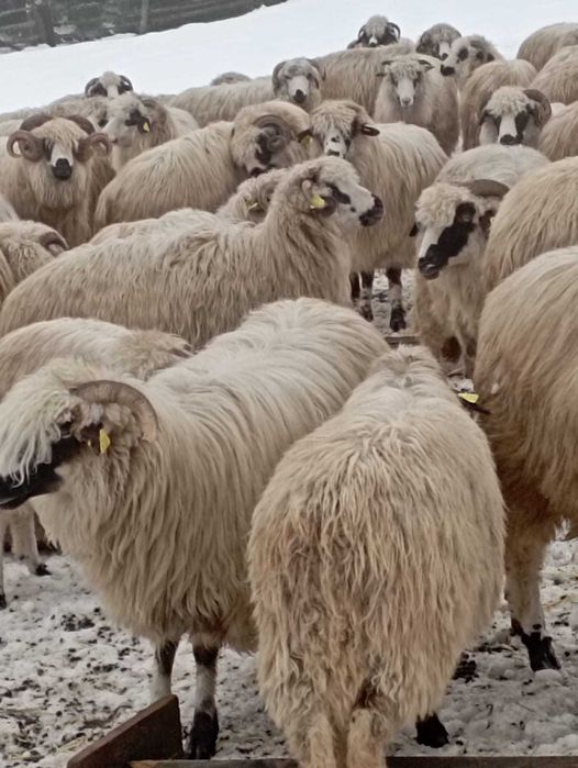 Vand oi la 750 de lei bucata