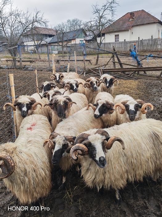 Vand oi cu miei , detali la telfon