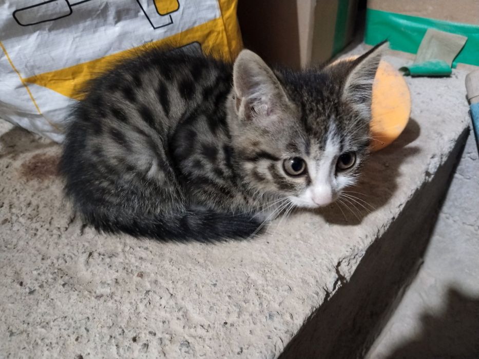 Котята бесплатно хороший добрый руки