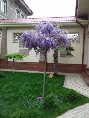 Чим, газон ва полив