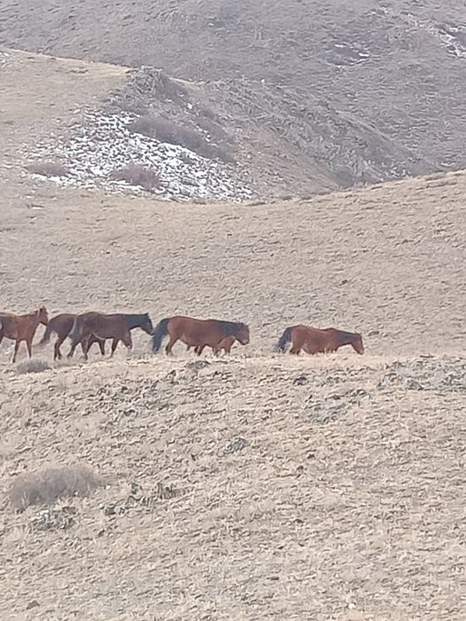 58 бас жылқы Тарбағатай ВКО Обмен не предлагать!