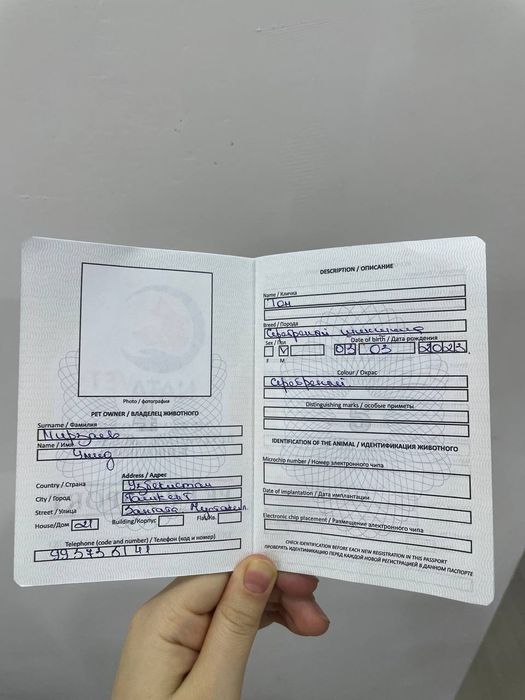 Серебранай Шиншила.