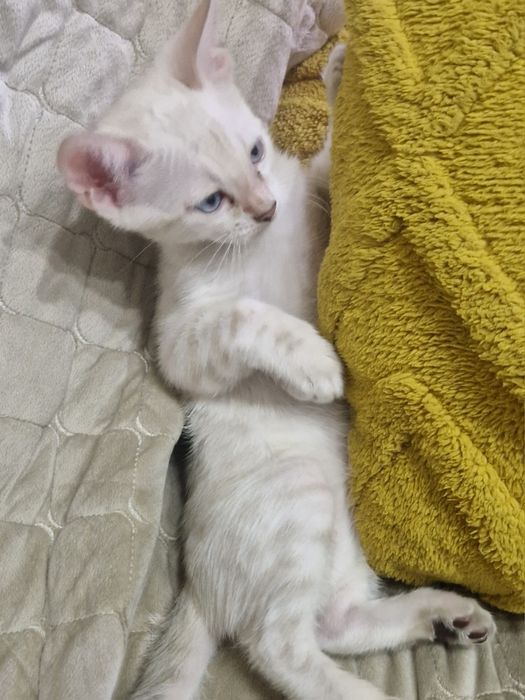 Элитные бенгальские котята ШОУ-класса.