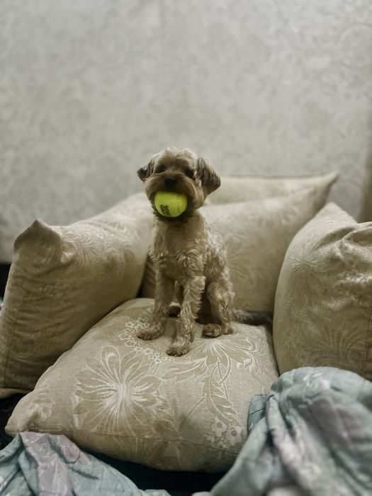 Пропал любимый пес