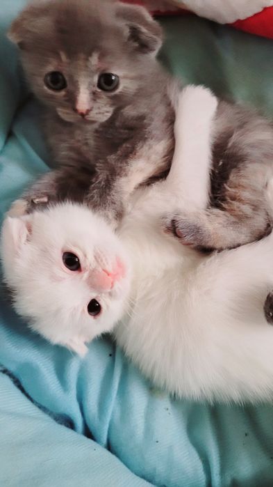 Котята шотландские вислоухие