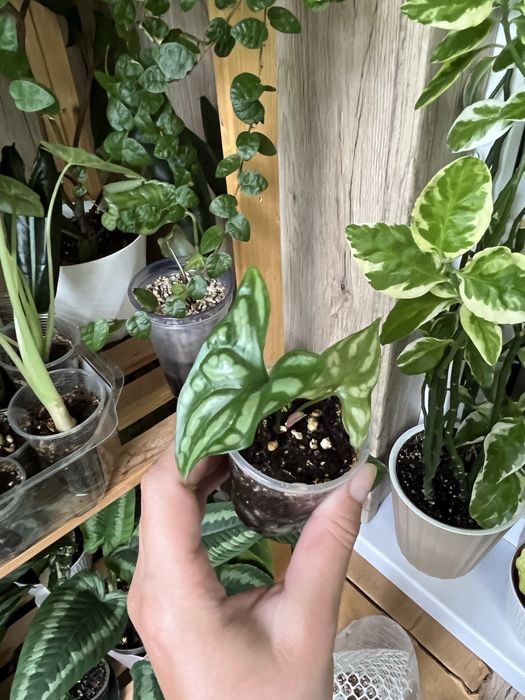 Церсестис Мирабиллис