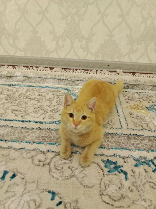 Mushuk sotiladi   zottor