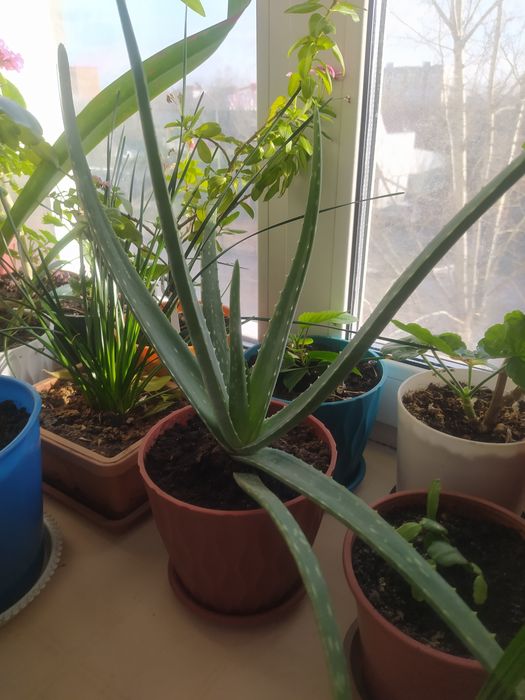 Продам алоэ вера.