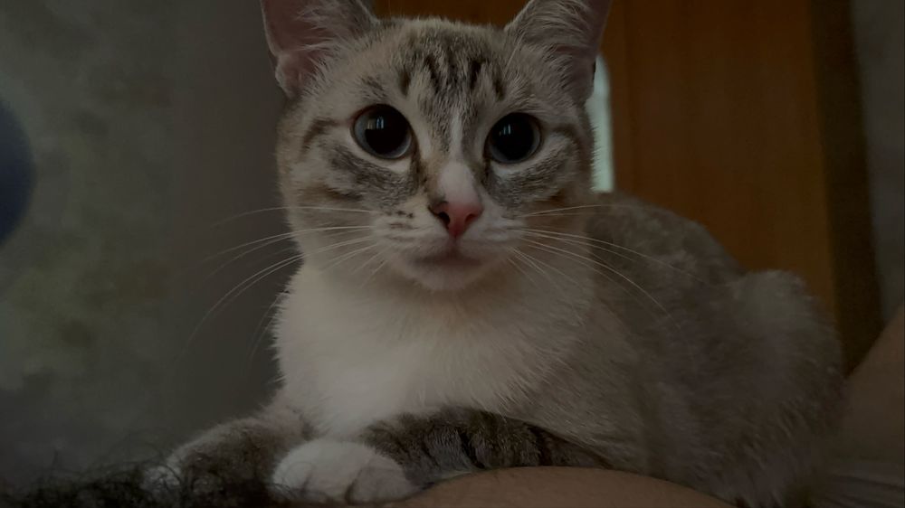 Отдадим красотку кошку