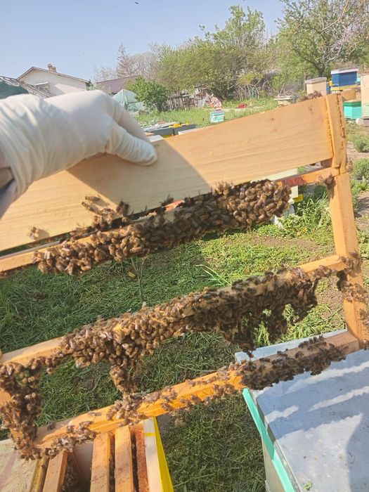 Laptisor de matca pur 100%