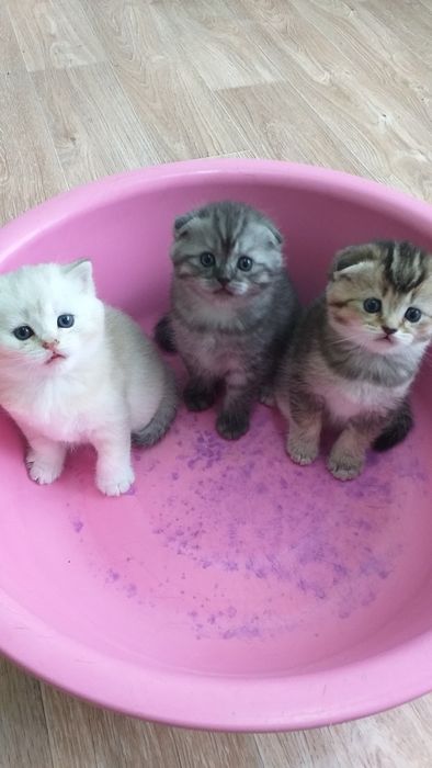 Котята Вислоушки  Скоттиш фолд