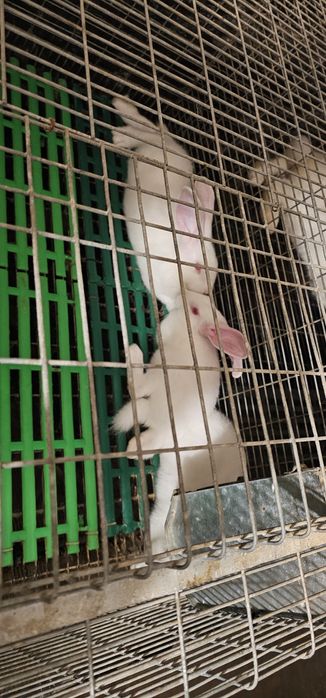 Vand iepuri Hycole francez si Panon alb, varsta 4-6 saptamani - 3 luni