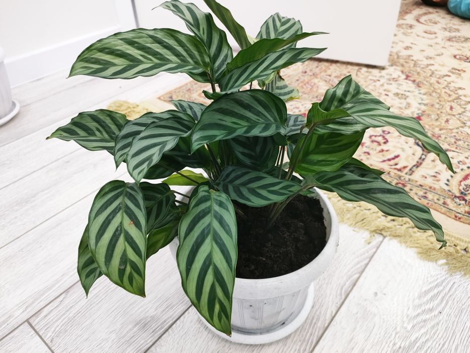 Красивые растения, доставка