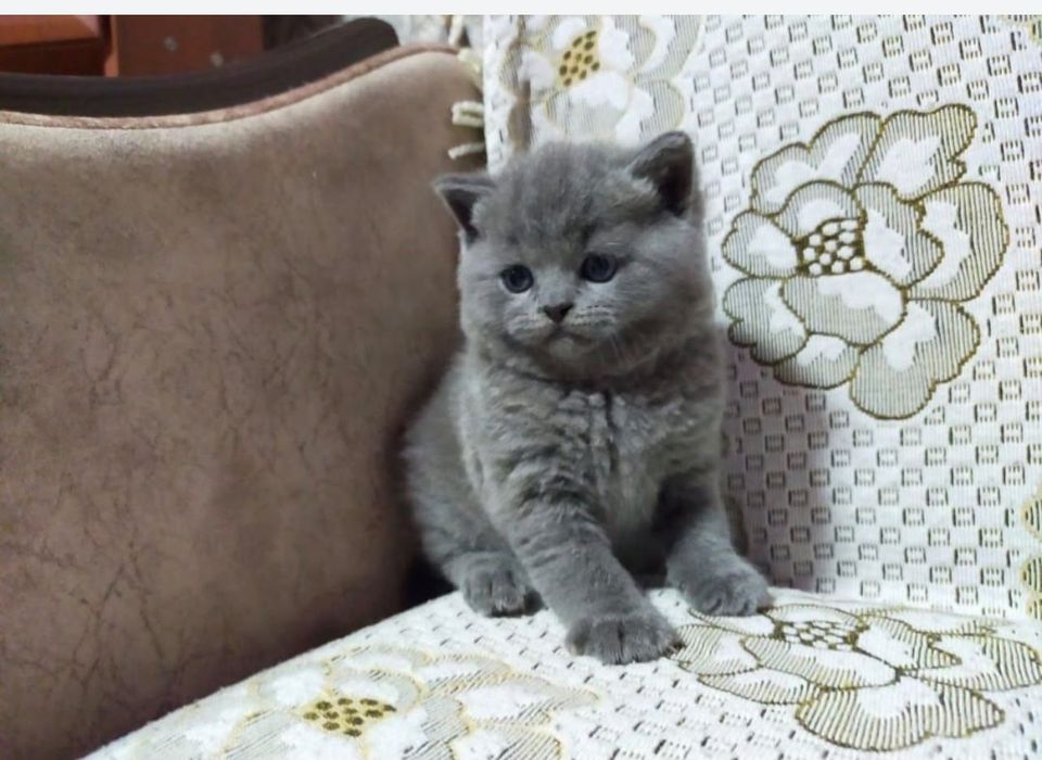 Британский серый котёнок
