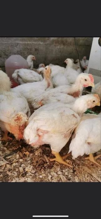 Vând pui alb de carne si rosu/porumbac rasa mixta