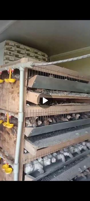 Перепелина, бөдене