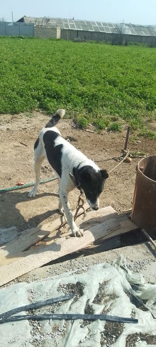 Toza Alabay sotiladi 1 yosh xali tug'magan srochniy sotiladi