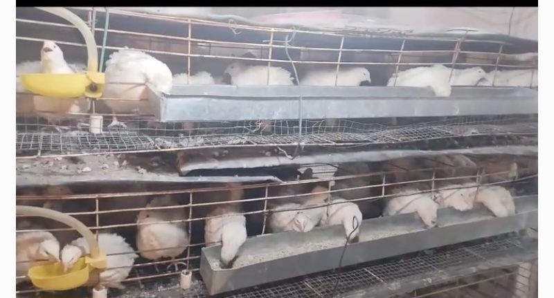 Бедана техас гиган привазной расия  зотидан инкубацыон тухум ва жо