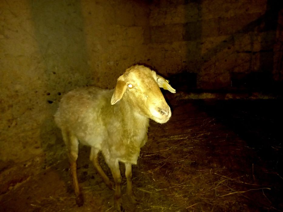 Срочно. Продаётся баран/овца. Кой сатылады