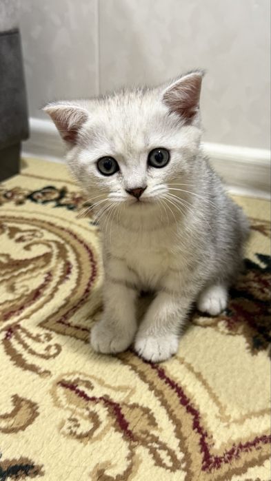 Продаются породисты котята, шиншила
