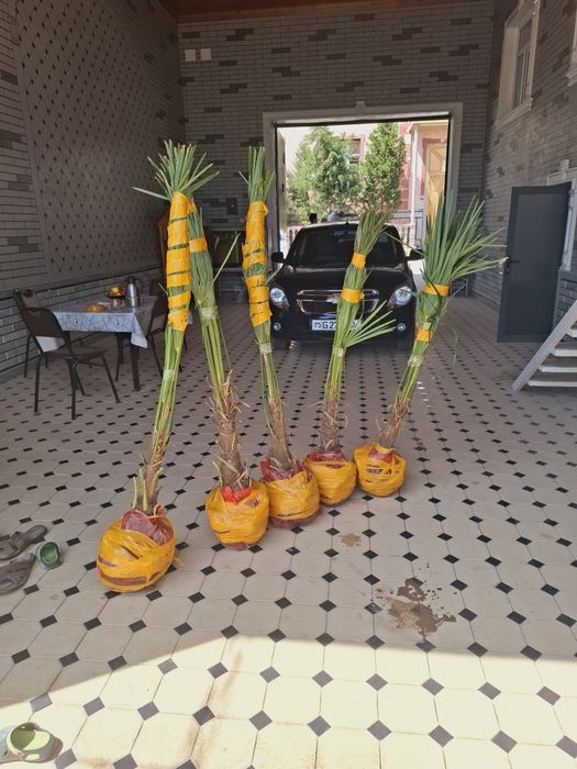 Трйохкорпус   палма кўчатлари 50 минг сўмдан 120 минг сўмгача