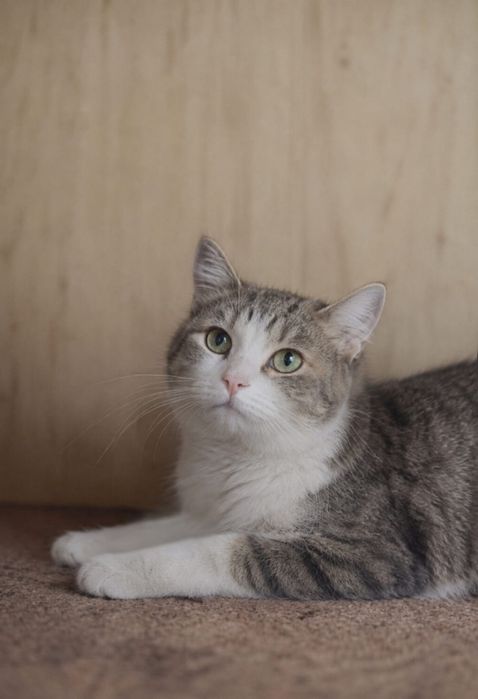 Котик ищет семью. Кастрирован.