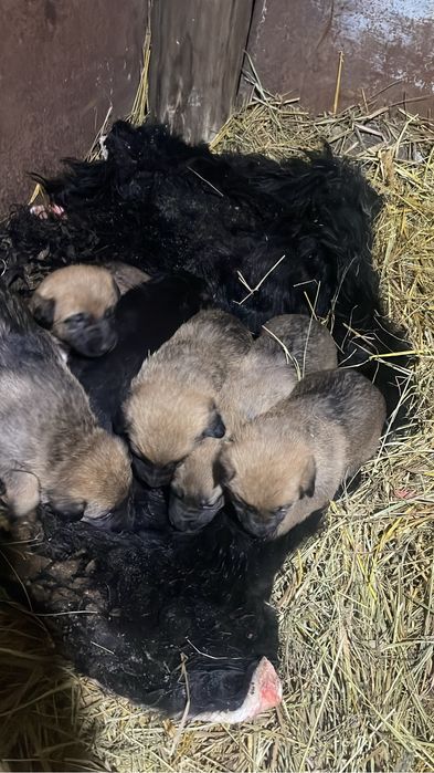 Продам щенков срочно