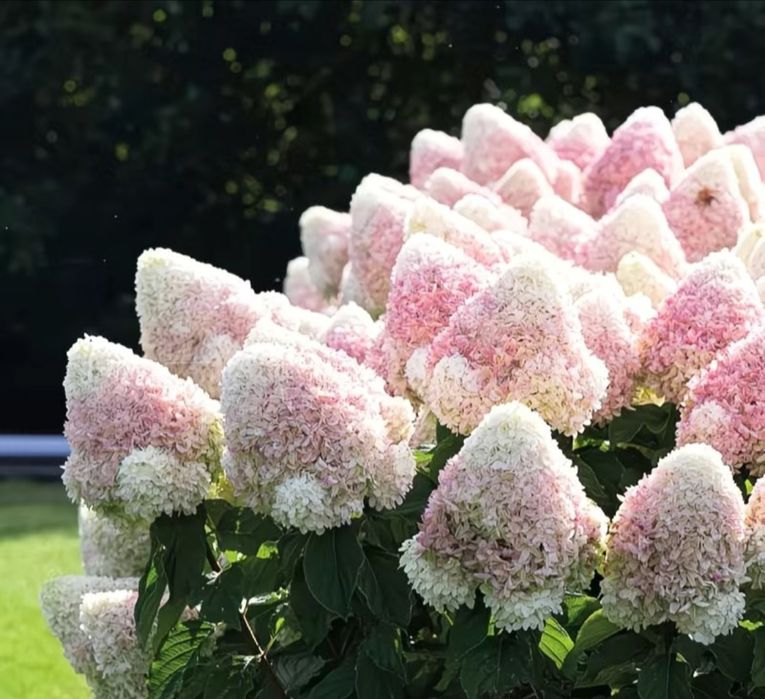 Гортензия саженцы