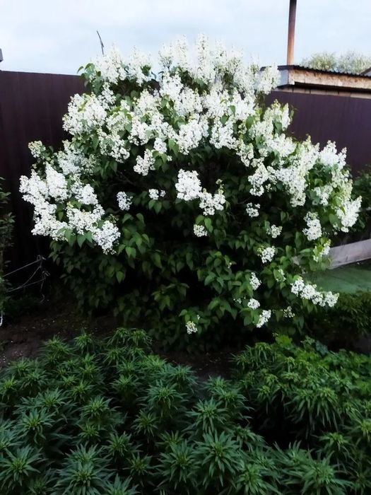 Продам печь на жидком топливе