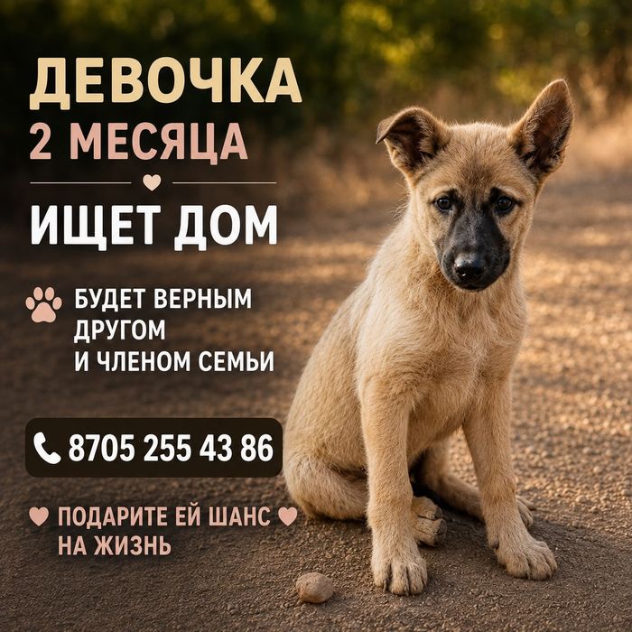 Щенки в поиске дома