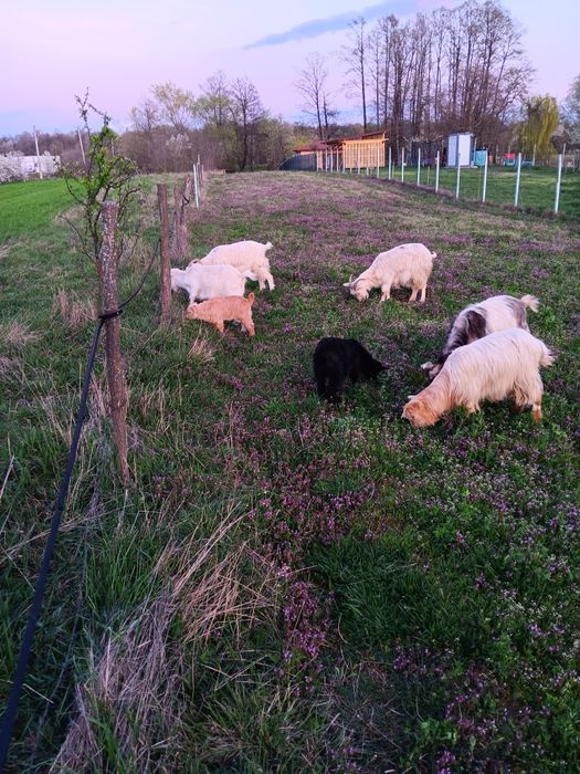 Vand sau schimb cu oi