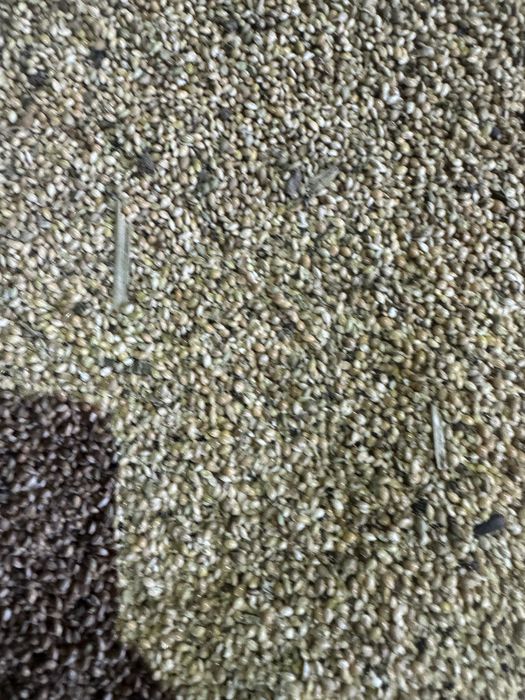 Зерно отходы просо (тары)