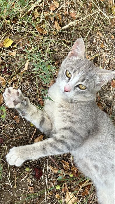 Котенок мальчик 3 мес
